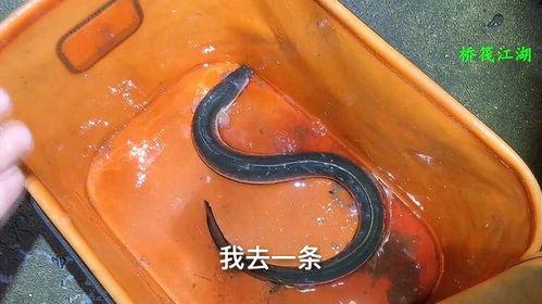 钓河鳗视频,跟随视频学钓技