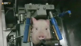 美国杀猪视频全过程,血腥残忍，引发伦理争议