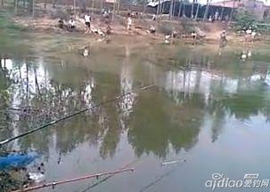 黑坑垂钓视频全集,视频全集精华解析