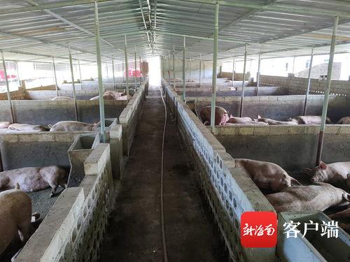 养猪场视频,从饲养到出栏的养猪全过程